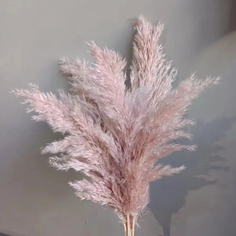 Bluejw Premium Dried Pampas Grass Reed Decor - Natural Tall Fluffy Plumes - Perfect for Home, Wedding & Boho Decorations - High Quality Dried Plants Supply - Image 1