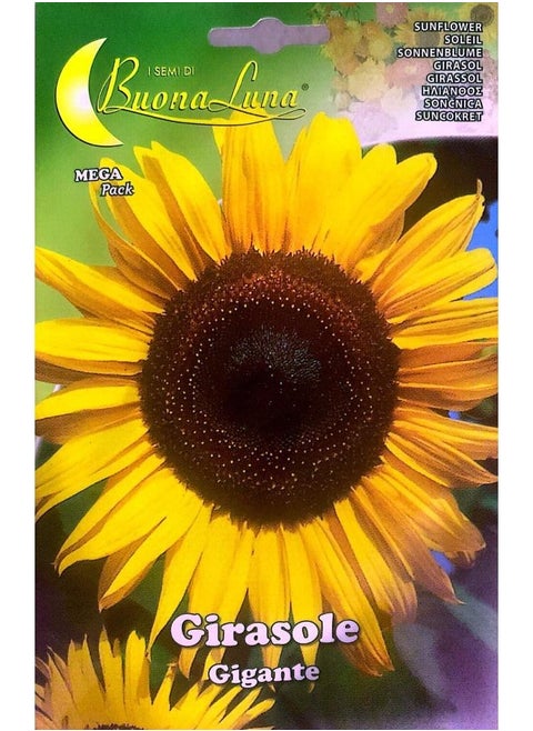 Sunflower Seeds