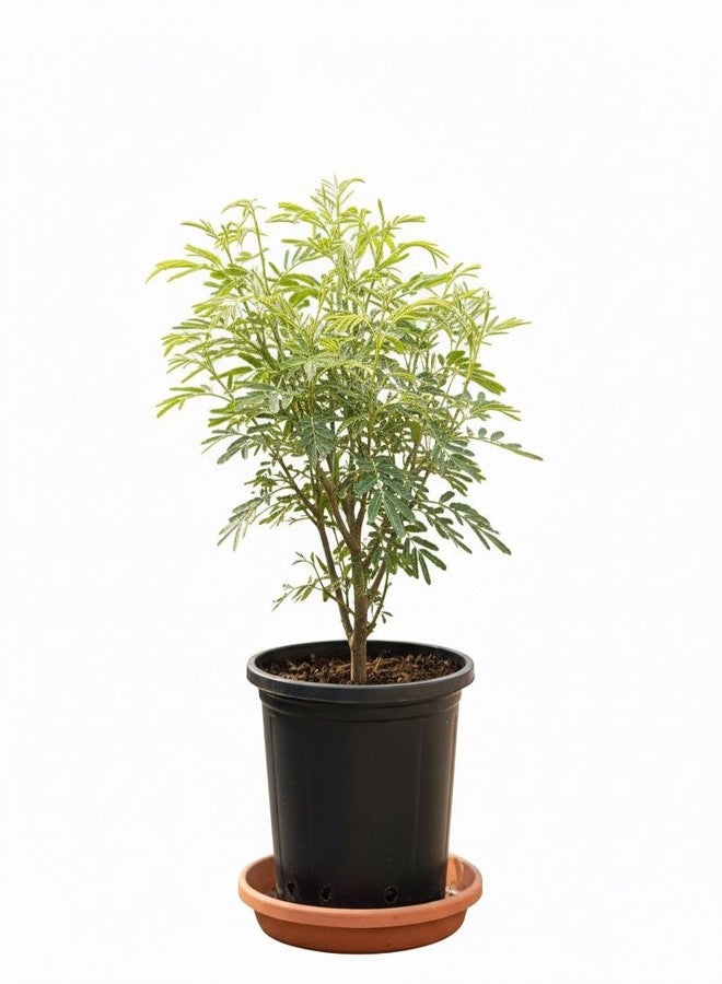 Real Shami Plant for Home - Sanidev Vastu & Pooja Tree (Prosopis Cineraria) | Air-Purifying, Drought-Resistant Sacred Plant | Ideal for Balcony, Terrace, Garden | 1 Healthy Sami Plaant In Pot - Image 2