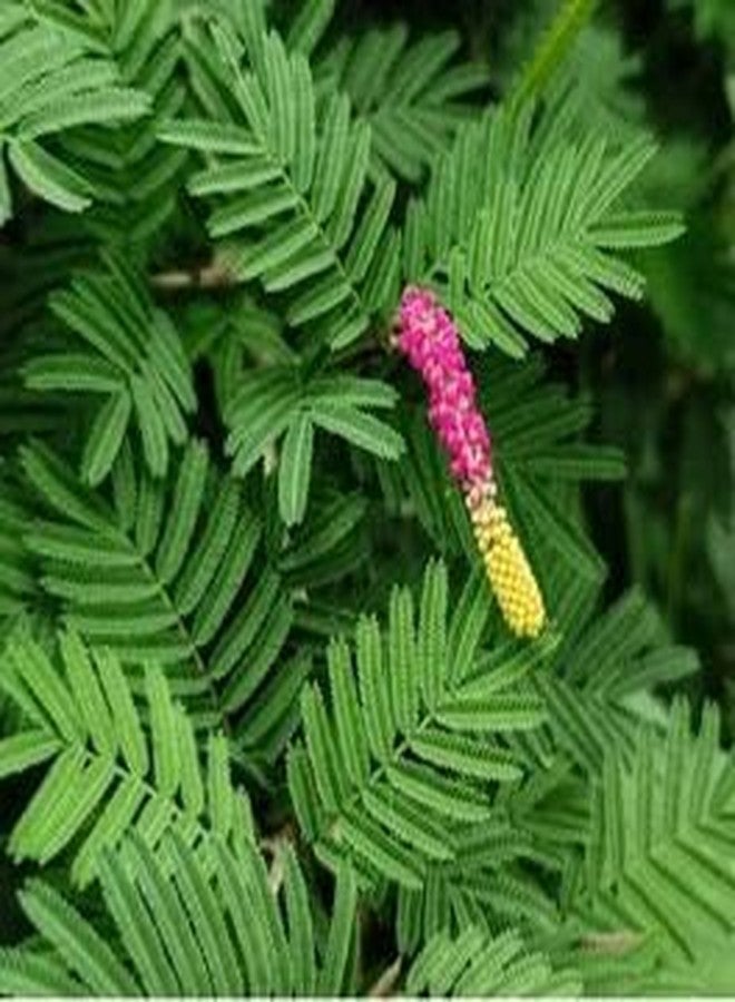 Real Shami Plant for Home - Sanidev Vastu & Pooja Tree (Prosopis Cineraria) | Air-Purifying, Drought-Resistant Sacred Plant | Ideal for Balcony, Terrace, Garden | 1 Healthy Sami Plaant In Pot - Image 3