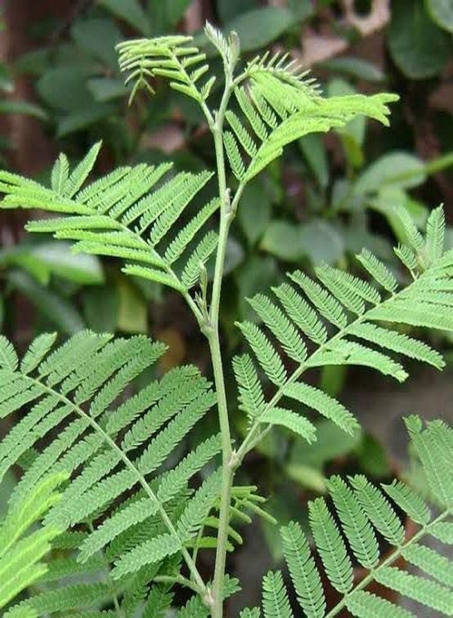 Real Shami Plant for Home - Sanidev Vastu & Pooja Tree (Prosopis Cineraria) | Air-Purifying, Drought-Resistant Sacred Plant | Ideal for Balcony, Terrace, Garden | 1 Healthy Sami Plaant In Pot - Image 4