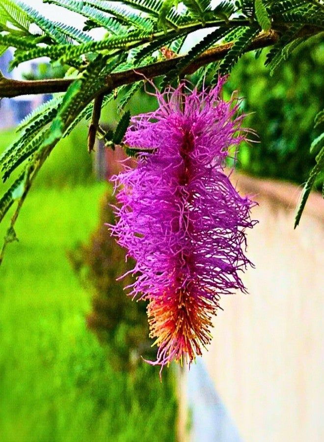 Real Shami Plant for Home - Sanidev Vastu & Pooja Tree (Prosopis Cineraria) | Air-Purifying, Drought-Resistant Sacred Plant | Ideal for Balcony, Terrace, Garden | 1 Healthy Sami Plaant In Pot - Image 1