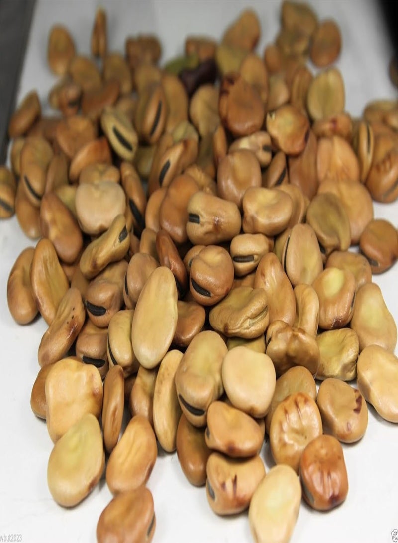 GGOOT 50 Windsor, Broad  Seeds,(vicia Faba)aka, Fava , Hardy, Reliable&versatile ! - Image 1
