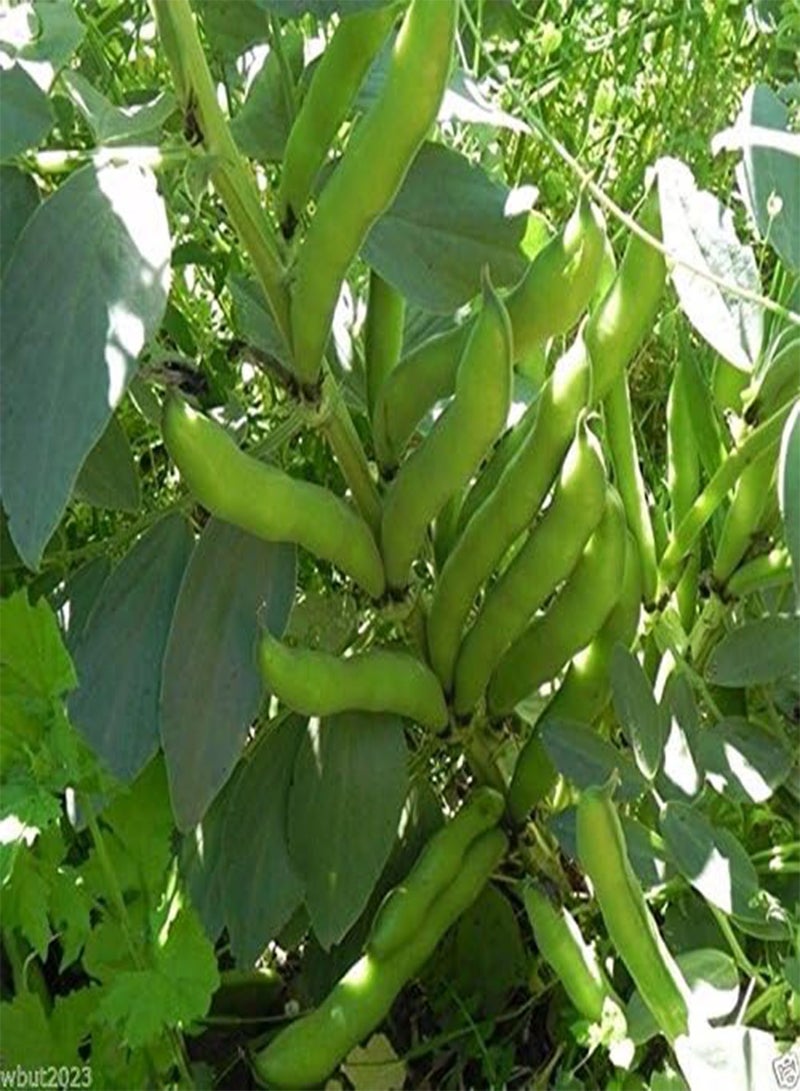 GGOOT 50 Windsor, Broad  Seeds,(vicia Faba)aka, Fava , Hardy, Reliable&versatile ! - Image 2