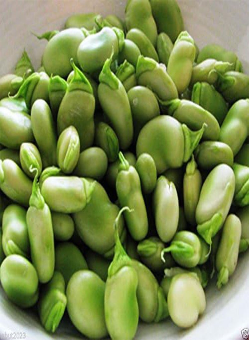 GGOOT 50 Windsor, Broad  Seeds,(vicia Faba)aka, Fava , Hardy, Reliable&versatile ! - Image 3