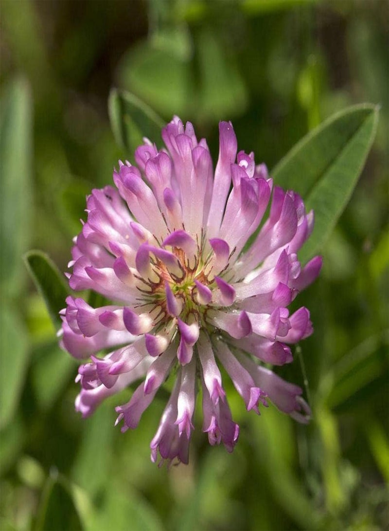 GGOOT 500pcs Red Clover Seeds Simple Cultivation Beautiful Garden Decoration Trifolium Pratense Has Ornamental Value and Economic Value - Image 1