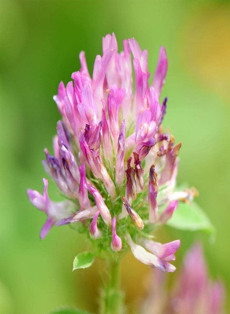 GGOOT 500pcs Red Clover Seeds Simple Cultivation Beautiful Garden Decoration Trifolium Pratense Has Ornamental Value and Economic Value - Image 2