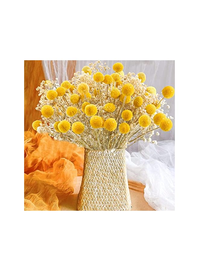 The Bros 20 PCS Natural Dried Flowers, Golden Balls Golden Hammer Flowers Dried Flower Bouquet, Floral Bouquet for Flower Arrangement Wedding Home Tall Vase Decoration, Craspedia Billy Balls Flowers - Image 3
