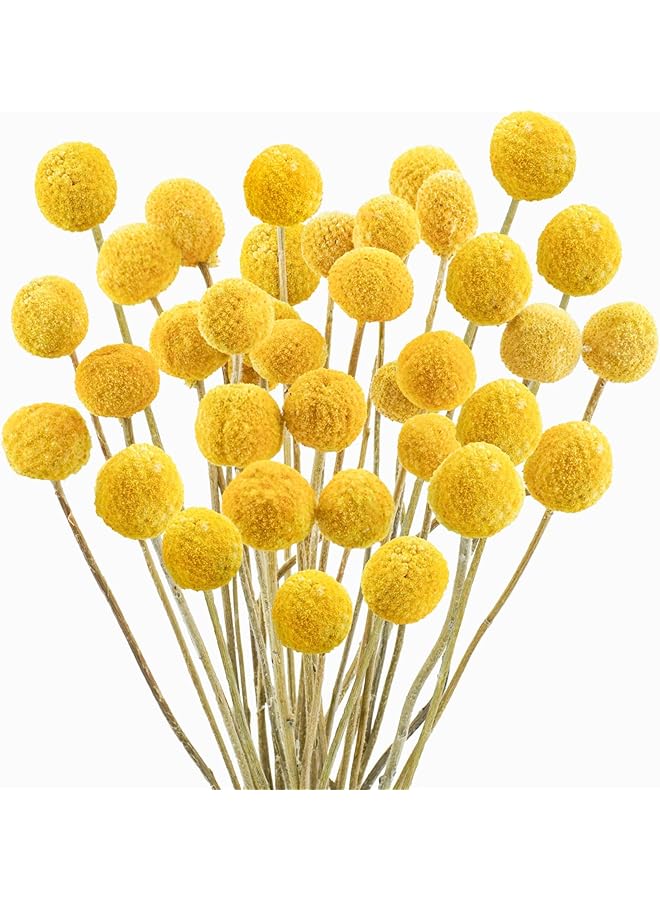 The Bros 20 PCS Natural Dried Flowers, Golden Balls Golden Hammer Flowers Dried Flower Bouquet, Floral Bouquet for Flower Arrangement Wedding Home Tall Vase Decoration, Craspedia Billy Balls Flowers - Image 1