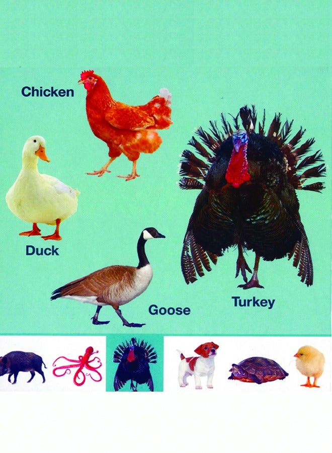 BOARD BOOK OF ANIMALS AND INSECTS - Image 3
