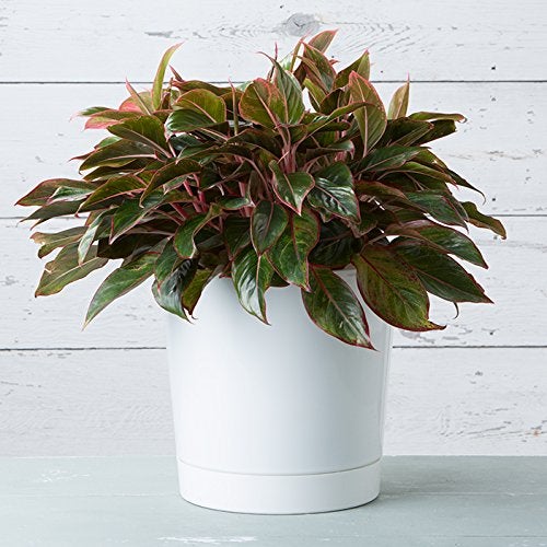 Novelty Root & Vessel Majestic Full Depth Cylinder Pot, Glossy White, 14-Inch (10142) - Image 4