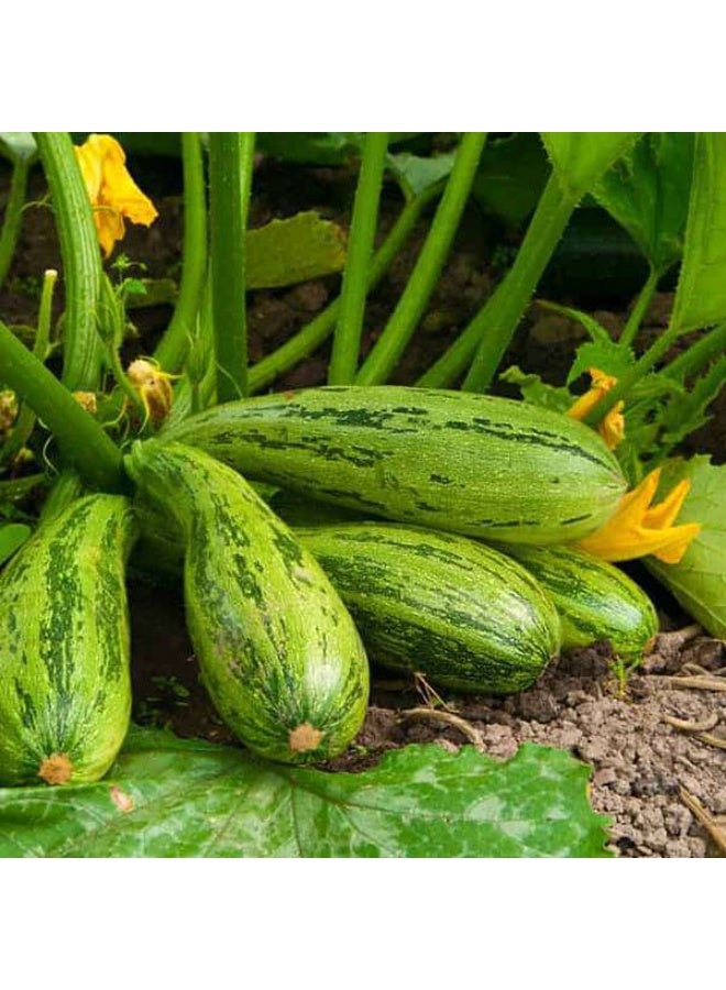 Squash Long Green Vegetable Seeds
