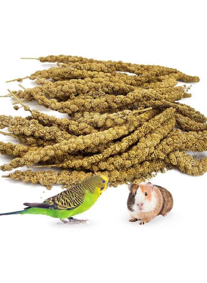 Spray Millet Treat SunDried Bird Millet Parakeet Treats For Budgies Finches Cockatiels Parrots Lovebird Hamster Other Pet Birds 0.44Lb - pzsku/ZF9F2C5FEF1EE6DE10913Z/45/_/1726219883/68414137-c8a0-447a-82ea-e548ad792be4