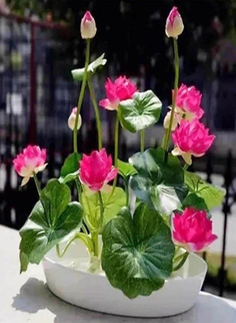 GGOOT 20Pcs Mix Lotus Seeds Water Lily Bonsai Balcony Garden Hydroponic Flower Plant - Lotus Seeds  - Image 2