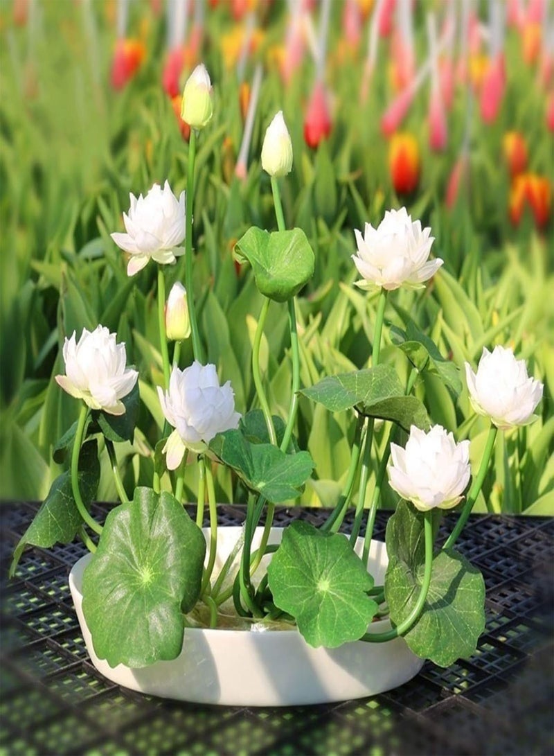 GGOOT 20Pcs Mix Lotus Seeds Water Lily Bonsai Balcony Garden Hydroponic Flower Plant - Lotus Seeds  - Image 3