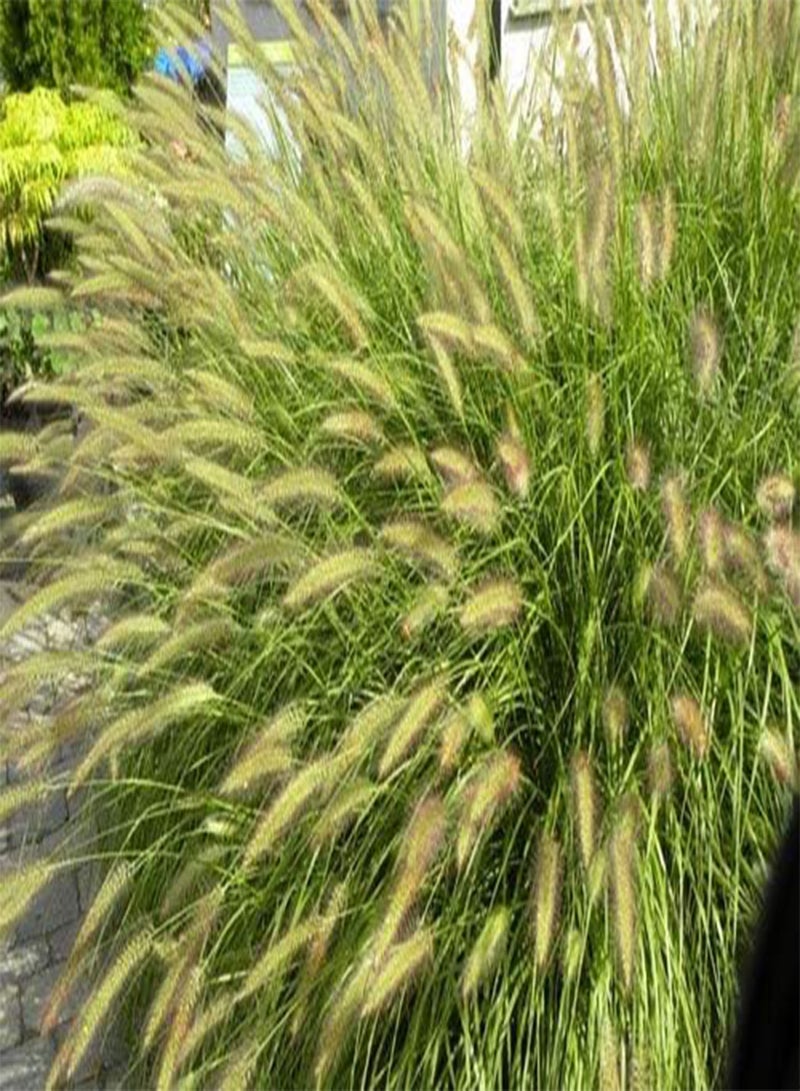بذور طازجة 100 قطعة من بذور نبات Alopecuroides المعمرة للزراعة الخضراء