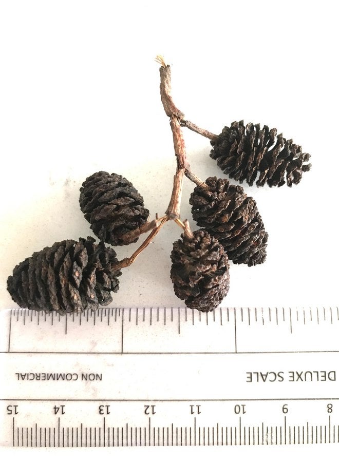 Hexagrowth Alder Cones 30 Pack, Full of Tannins, Enhance Immunity, Promote Natural Habitat, Easy to Use, Aquarium Conditioner, Natural Food Source, Shrimp Betta breeding, Size 0.5" to 1.5" - Image 1