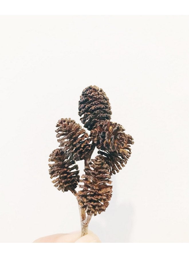 Hexagrowth Alder Cones 30 Pack, Full of Tannins, Enhance Immunity, Promote Natural Habitat, Easy to Use, Aquarium Conditioner, Natural Food Source, Shrimp Betta breeding, Size 0.5" to 1.5" - Image 2