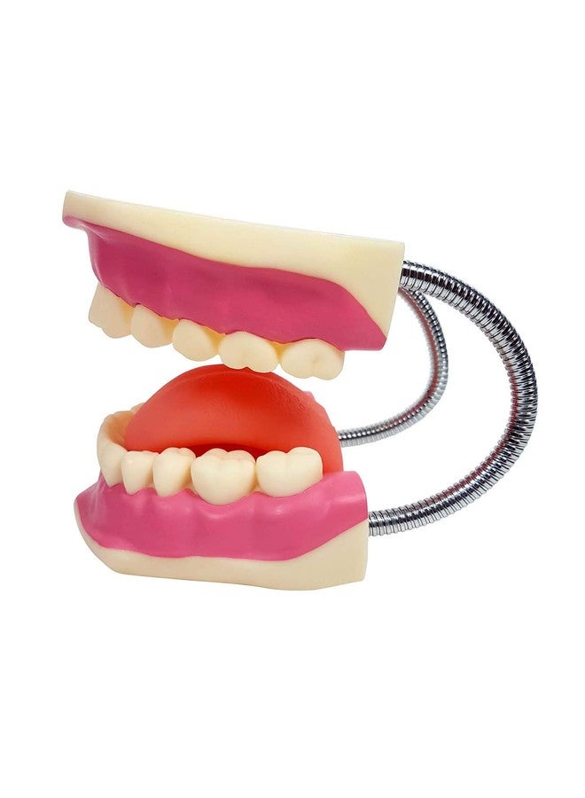 ZX TeachingNest | Teeth Care Model Enlarged with Giant Tooth Brush PVC plastic | Anatomical Model | Dental Model - Image 4
