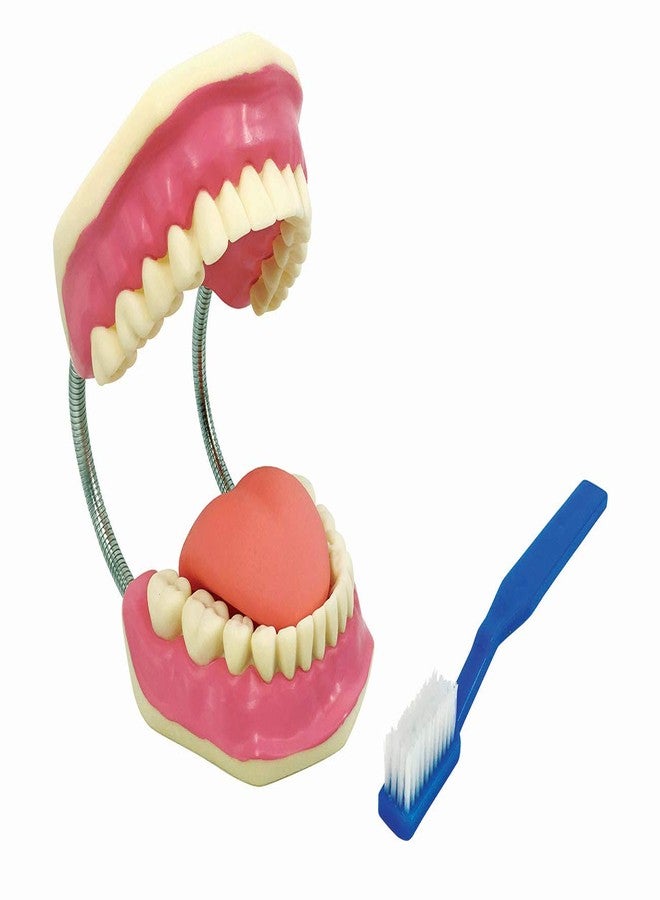ZX TeachingNest | Teeth Care Model Enlarged with Giant Tooth Brush PVC plastic | Anatomical Model | Dental Model - Image 1
