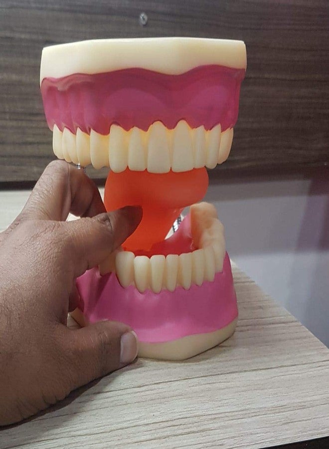 ZX TeachingNest | Teeth Care Model Enlarged with Giant Tooth Brush PVC plastic | Anatomical Model | Dental Model - Image 5