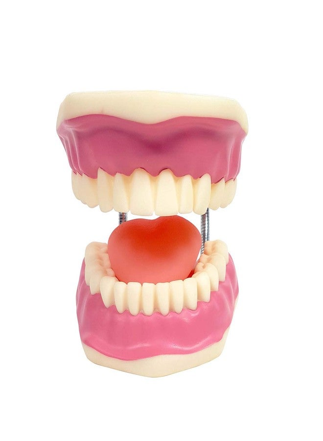 ZX TeachingNest | Teeth Care Model Enlarged with Giant Tooth Brush PVC plastic | Anatomical Model | Dental Model - Image 3