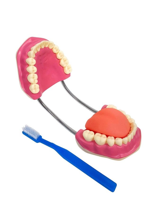 ZX TeachingNest | Teeth Care Model Enlarged with Giant Tooth Brush PVC plastic | Anatomical Model | Dental Model - Image 2