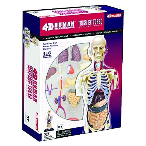 TEDCO 4D Master Transparent Human Anatomy Torso Model Kit, One Color - Image 2