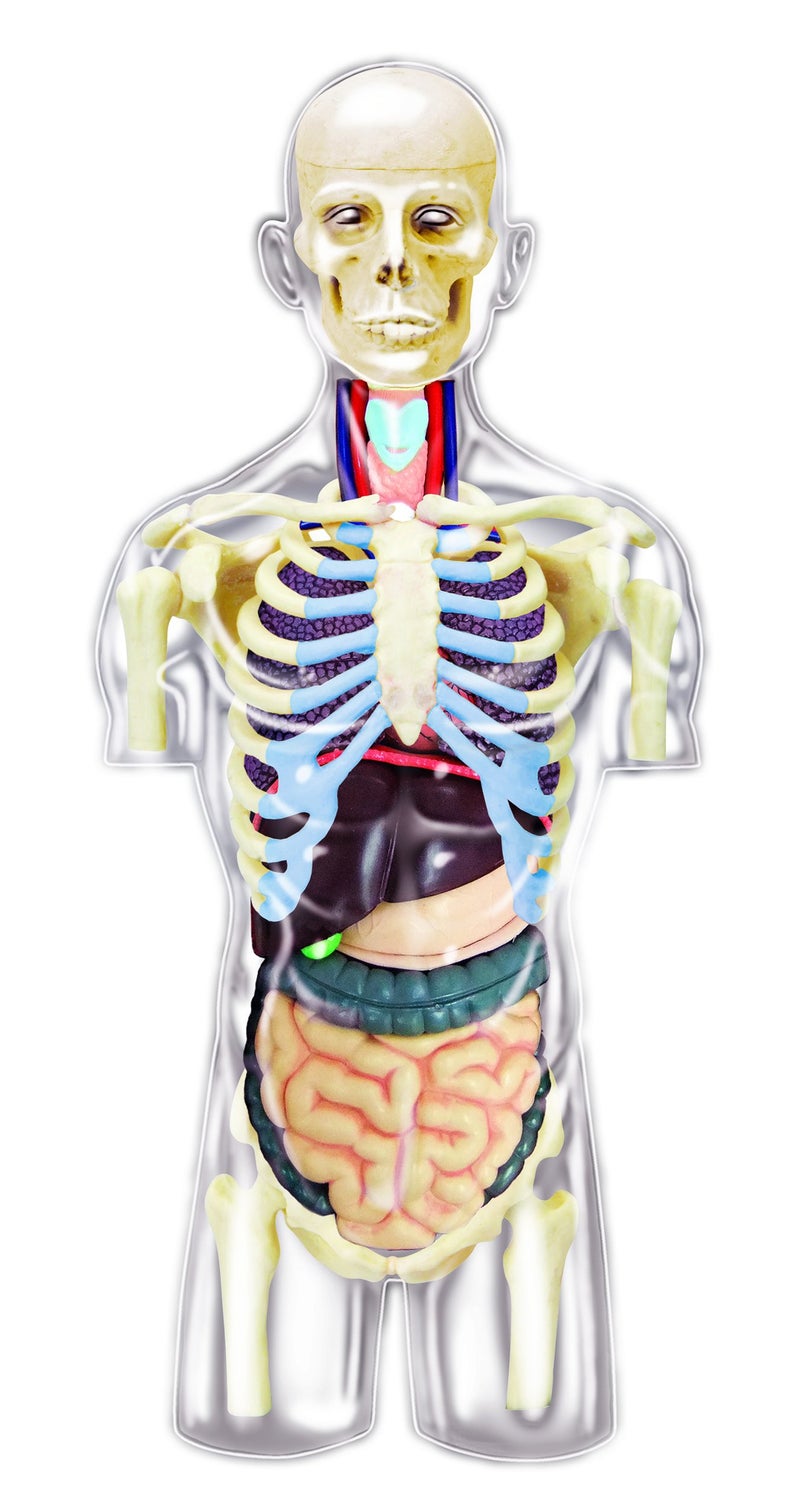 TEDCO 4D Master Transparent Human Anatomy Torso Model Kit, One Color - Image 3