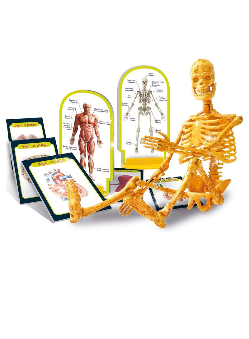 ليسياني أنا عبقري في علم جسم الإنسان - Image 1