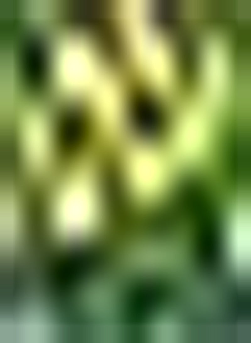 GGOOT 10pcs gemischte Farbe Tulpenzwiebeln Garten Stauden schön duftend ziehen Schmetterlinge Bienen an seltene Sorten attraktiv wartungsarm - Image 3