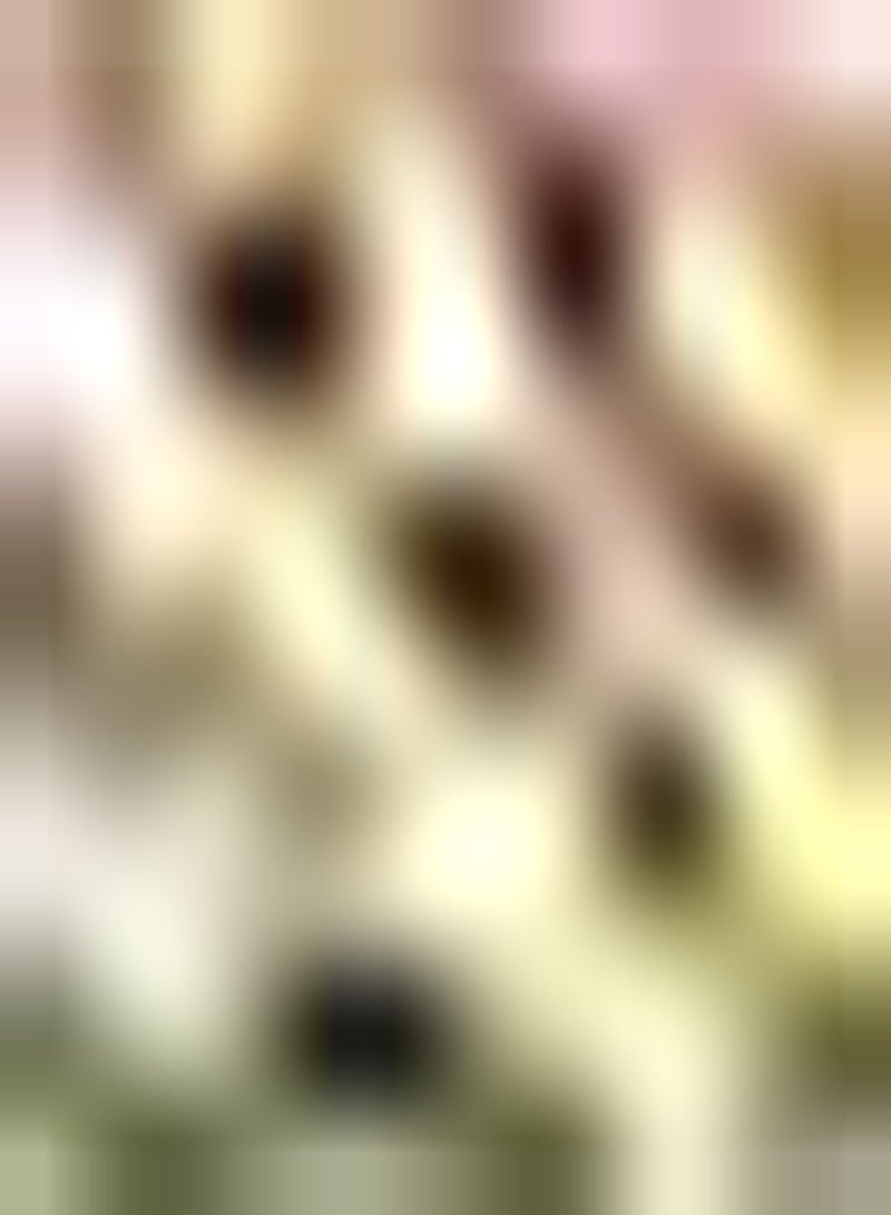 GGOOT 10pcs gemischte Farbe Tulpenzwiebeln Garten Stauden schön duftend ziehen Schmetterlinge Bienen an seltene Sorten attraktiv wartungsarm - Image 1