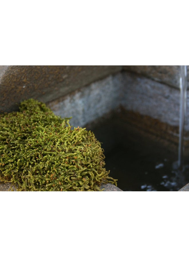 SuperMoss (21580) Sheet Moss Dried, Natural, 2 Ounce - Image 2