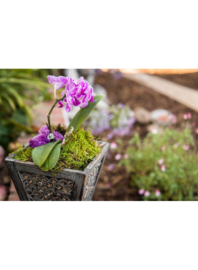 SuperMoss (21580) Sheet Moss Dried, Natural, 2 Ounce - Image 3