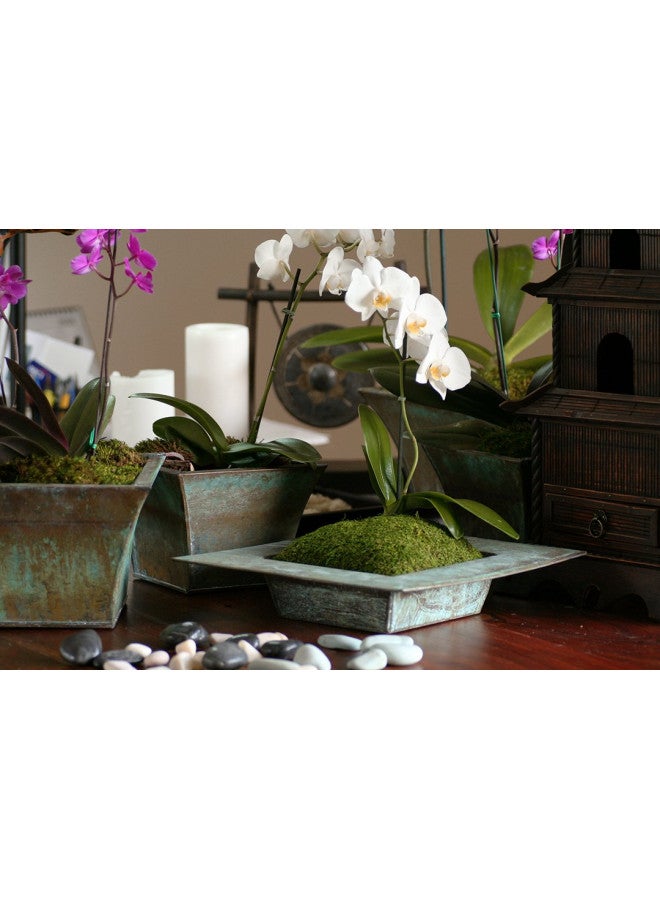 SuperMoss (21580) Sheet Moss Dried, Natural, 2 Ounce - Image 4