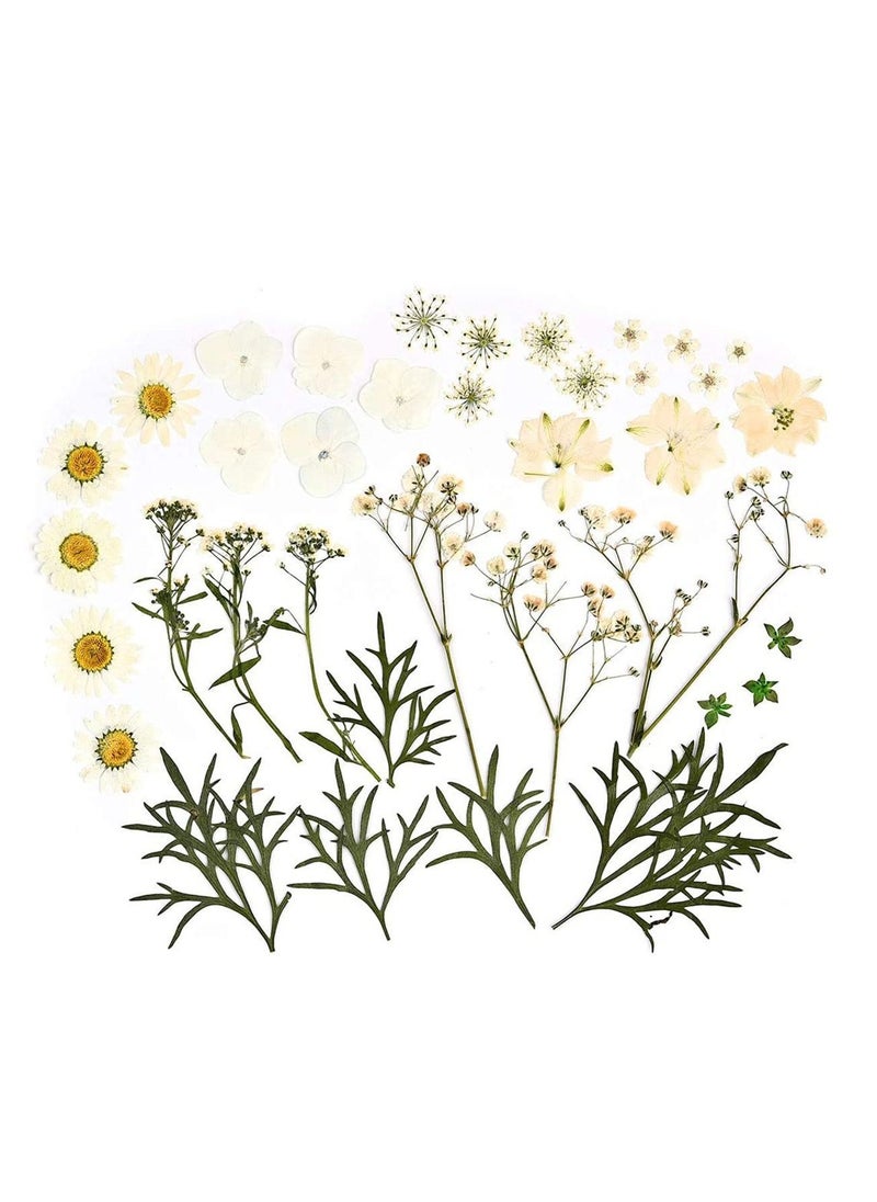 NIBEMINENT Dried Flowers Pressed Natural Colorful Daisies Assorted Leaves Petals Floral Decors DIY Crafts, for Resin epoxy Silicone Mold Production  - Image 1