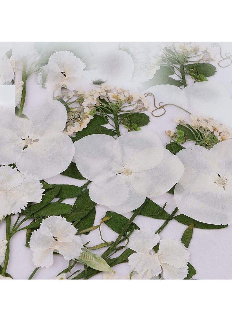 NIBEMINENT Dried Flowers Pressed Natural Colorful Daisies Assorted Leaves Petals Floral Decors DIY Crafts, for Resin epoxy Silicone Mold Production  - Image 4
