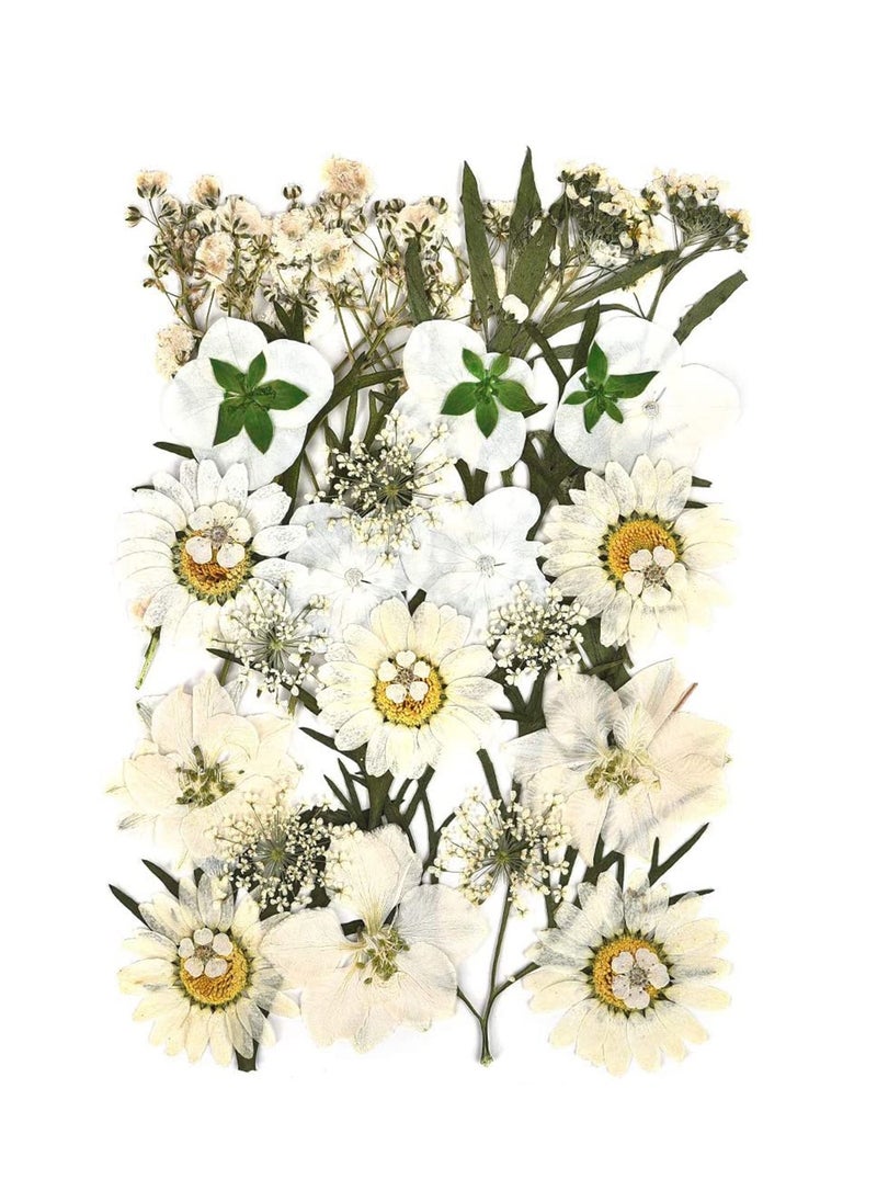 NIBEMINENT Dried Flowers Pressed Natural Colorful Daisies Assorted Leaves Petals Floral Decors DIY Crafts, for Resin epoxy Silicone Mold Production  - Image 2
