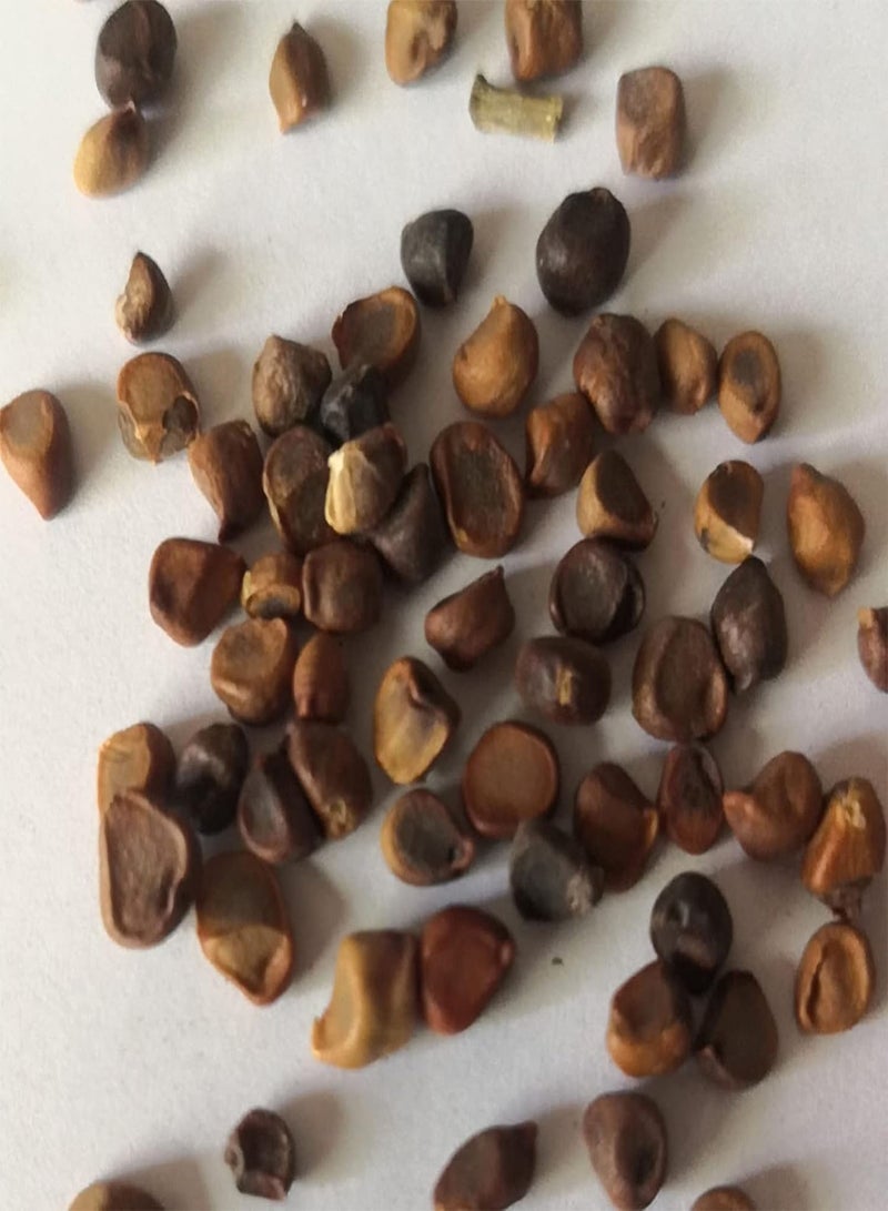 GGOOT Seed for Planting,20Pcs Adorable Rare Monkey Face Orchid Seeds Garden Plant Flower Bonsai Decor-Monkey Face Orchid Seeds - Image 2