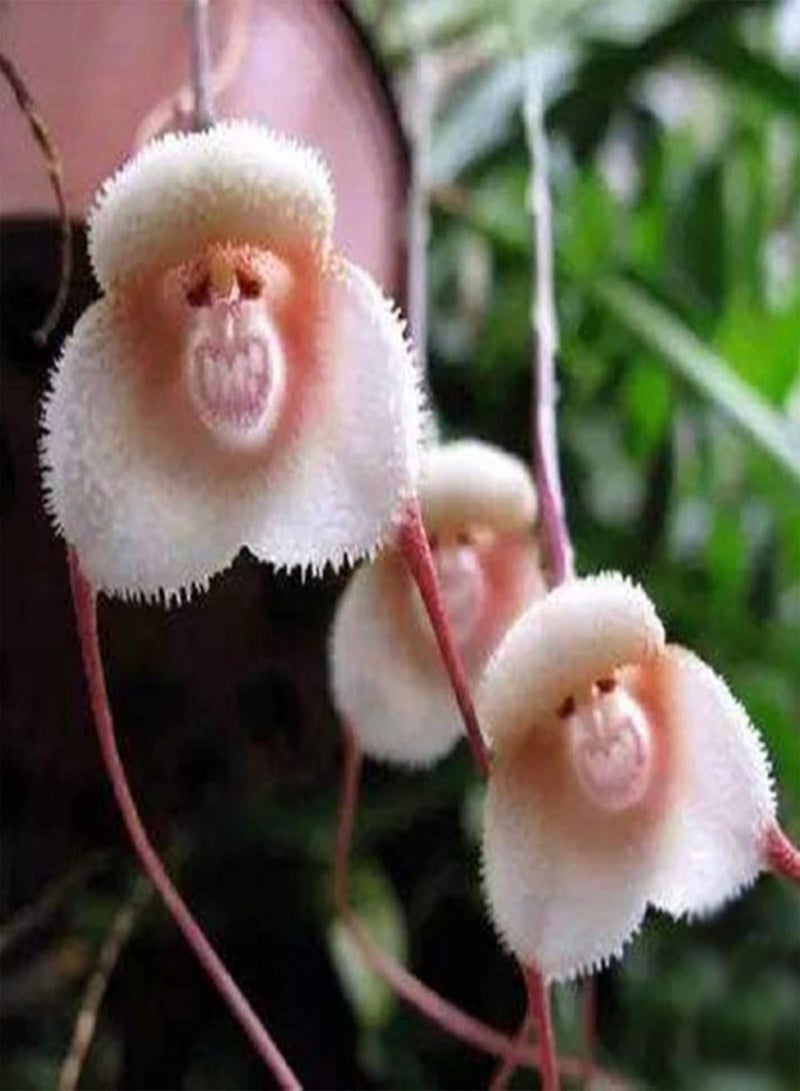 GGOOT Seed for Planting,20Pcs Adorable Rare Monkey Face Orchid Seeds Garden Plant Flower Bonsai Decor-Monkey Face Orchid Seeds - Image 1