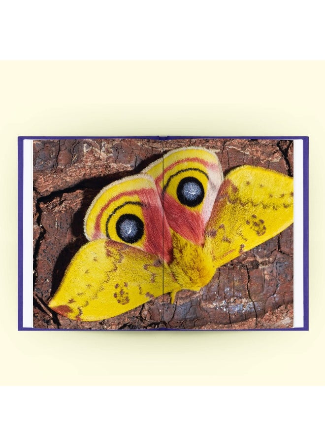 Alien Worlds: How insects conquered the Earth, and why their fate will determine our future  - Image 3