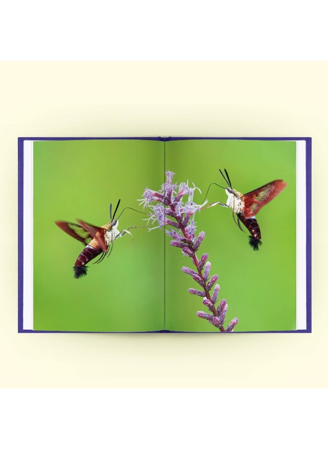 Alien Worlds: How insects conquered the Earth, and why their fate will determine our future  - Image 2