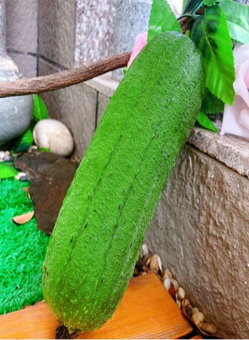 GGOOT 80pcs Loofah Seeds Short Thick Meat Loofah Unique Variety Garden Terrace Courtyard View Simple Planting Prolific and Easy to Maintain - Image 2