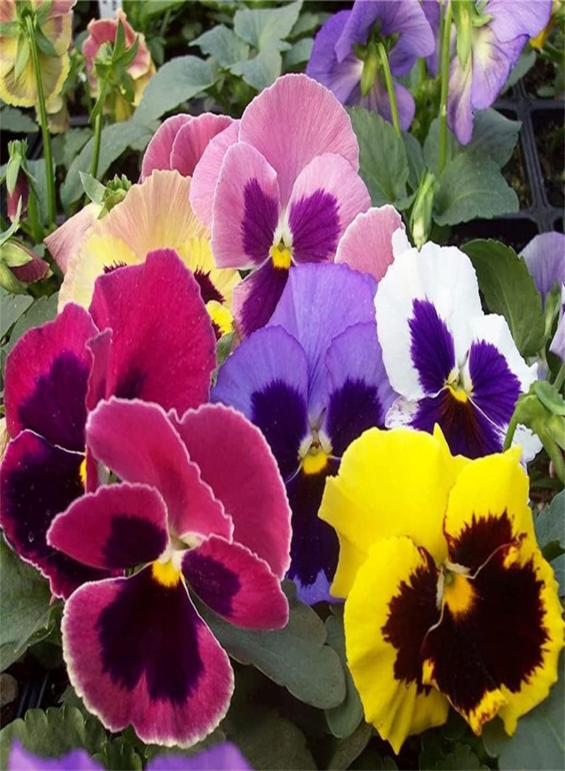 GGOOT Imported Pansy Seeds-Home Garden Collection Gift Seeds Strong Seeds Growing Plant Flower Seeds UK Enjoy Fun of Planting Perennial Herb - Image 1