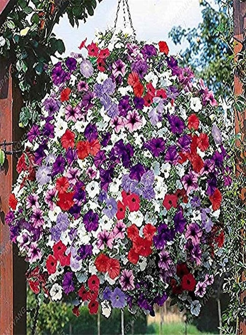 GGOOT Imported Pansy Seeds-Home Garden Collection Gift Seeds Strong Seeds Growing Plant Flower Seeds UK Enjoy Fun of Planting Perennial Herb - Image 2