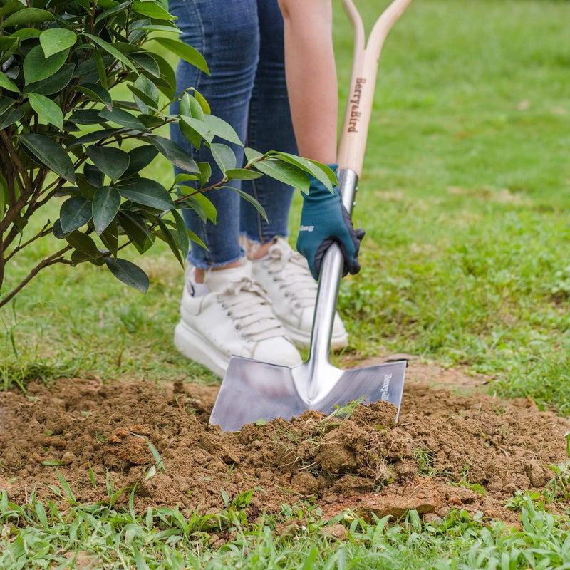 Berry&Bird Shovels for Digging, 43â€™â€™ Round Spade Heavy Duty Shovel with Wooden D Handle Stainless Steel Snow Shovel Garden Shovel Yard for Transplanting & Outdoor - Image 5