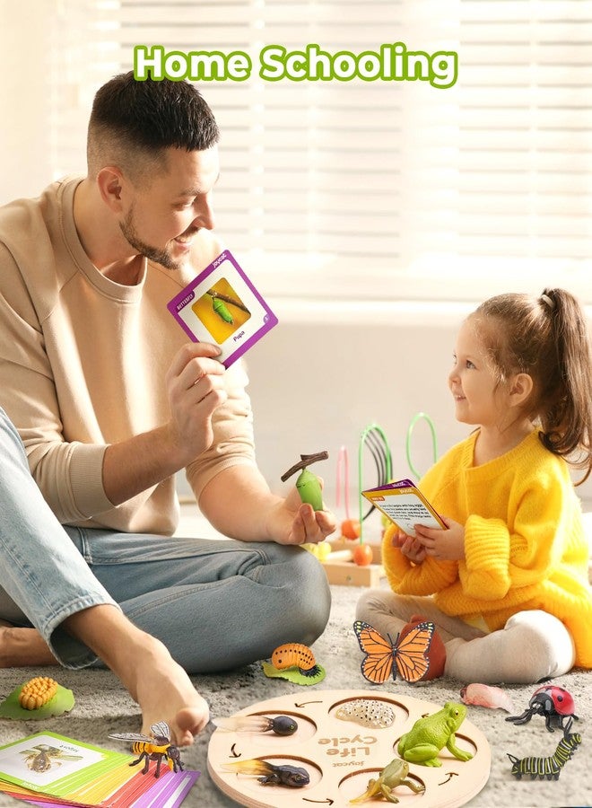 JoyCat Life Cycle Learning Education Toys, Insect Caterpillar to Butterfly kit, Ladybug, Bee, Tadpole to Frog Kit Life Cycle Toys for Kids, Preschool Learning Activities for Kids (Animals and Plant) - Image 5