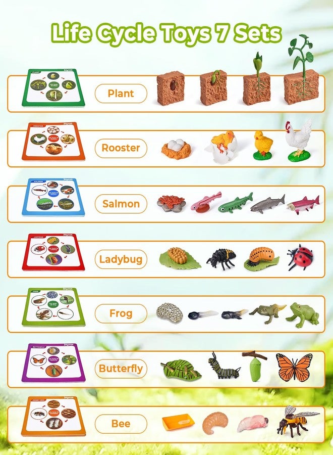 JoyCat Life Cycle Learning Education Toys, Insect Caterpillar to Butterfly kit, Ladybug, Bee, Tadpole to Frog Kit Life Cycle Toys for Kids, Preschool Learning Activities for Kids (Animals and Plant) - Image 3