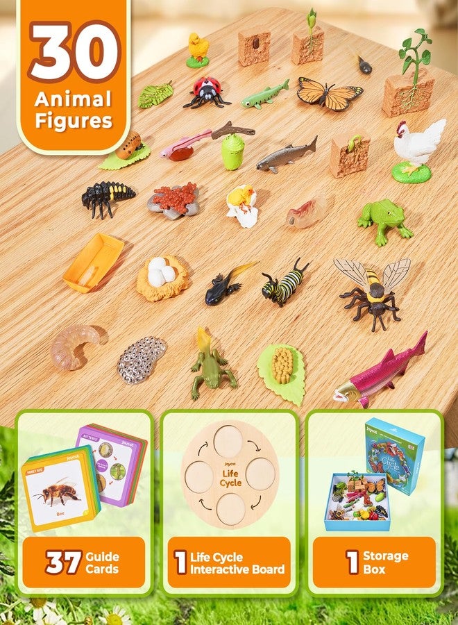 JoyCat Life Cycle Learning Education Toys, Insect Caterpillar to Butterfly kit, Ladybug, Bee, Tadpole to Frog Kit Life Cycle Toys for Kids, Preschool Learning Activities for Kids (Animals and Plant) - Image 2