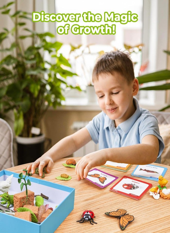 JoyCat Life Cycle Learning Education Toys, Insect Caterpillar to Butterfly kit, Ladybug, Bee, Tadpole to Frog Kit Life Cycle Toys for Kids, Preschool Learning Activities for Kids (Animals and Plant) - Image 4